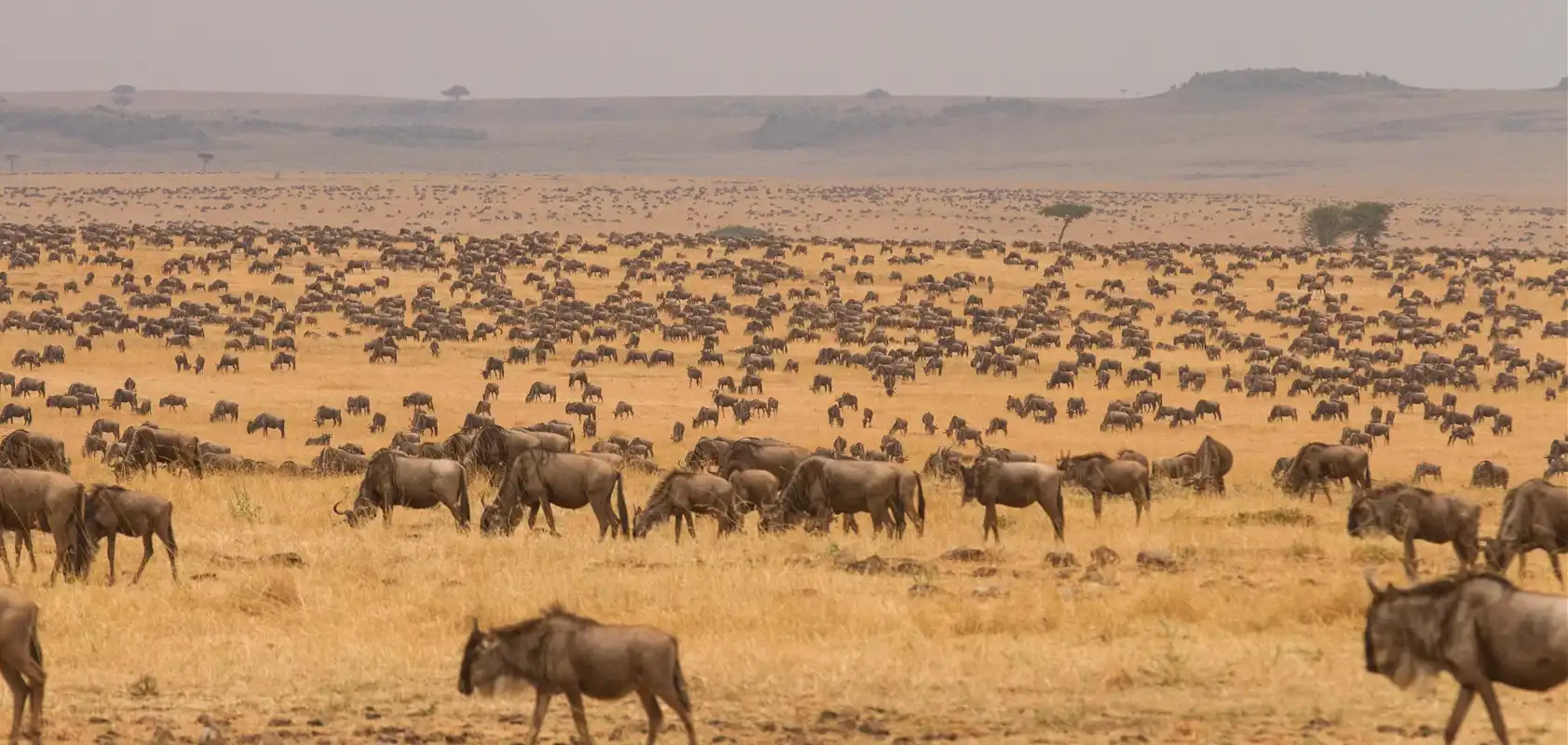 serengeti national park