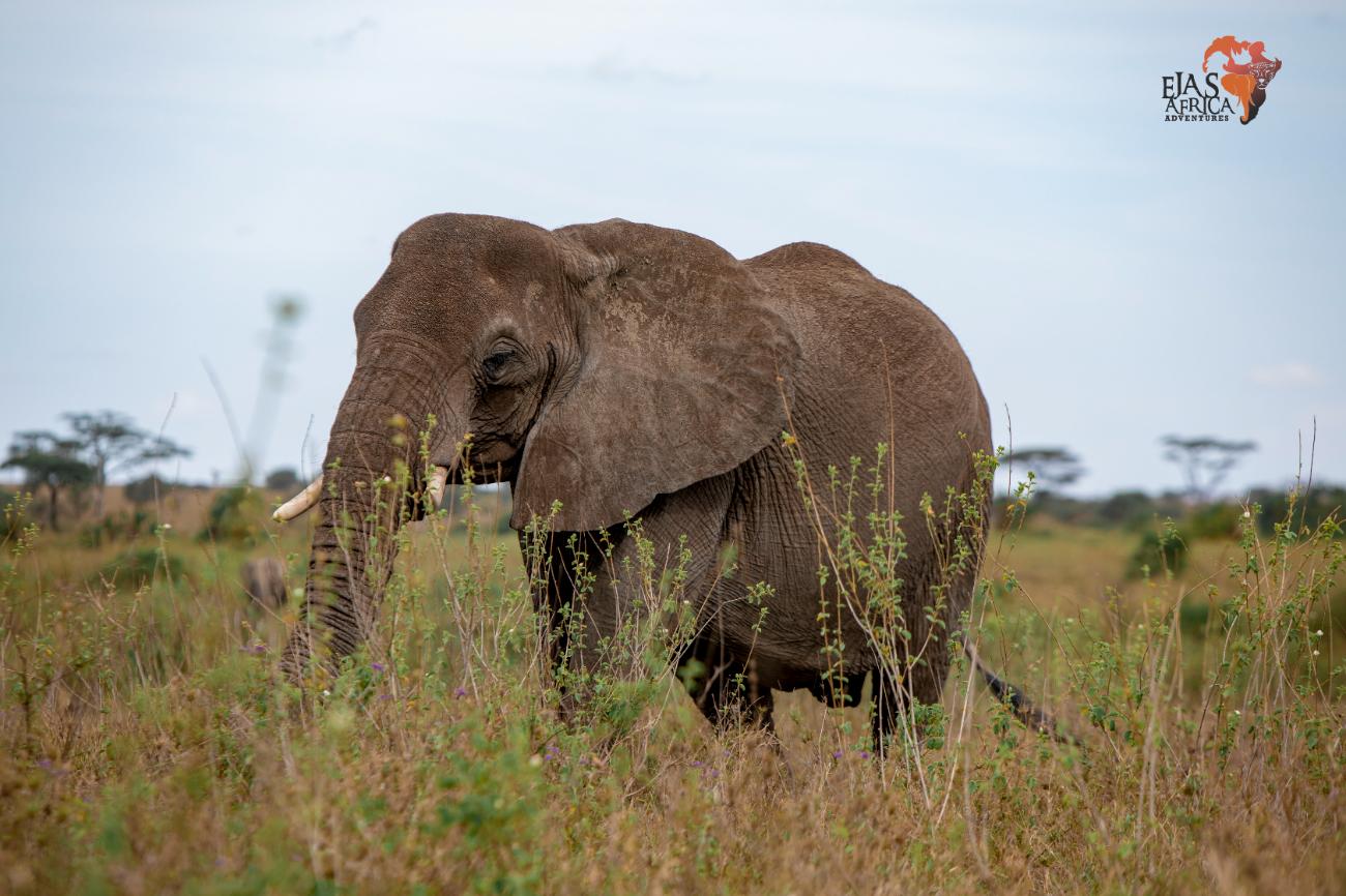 Home Ejas Africa Adventures
