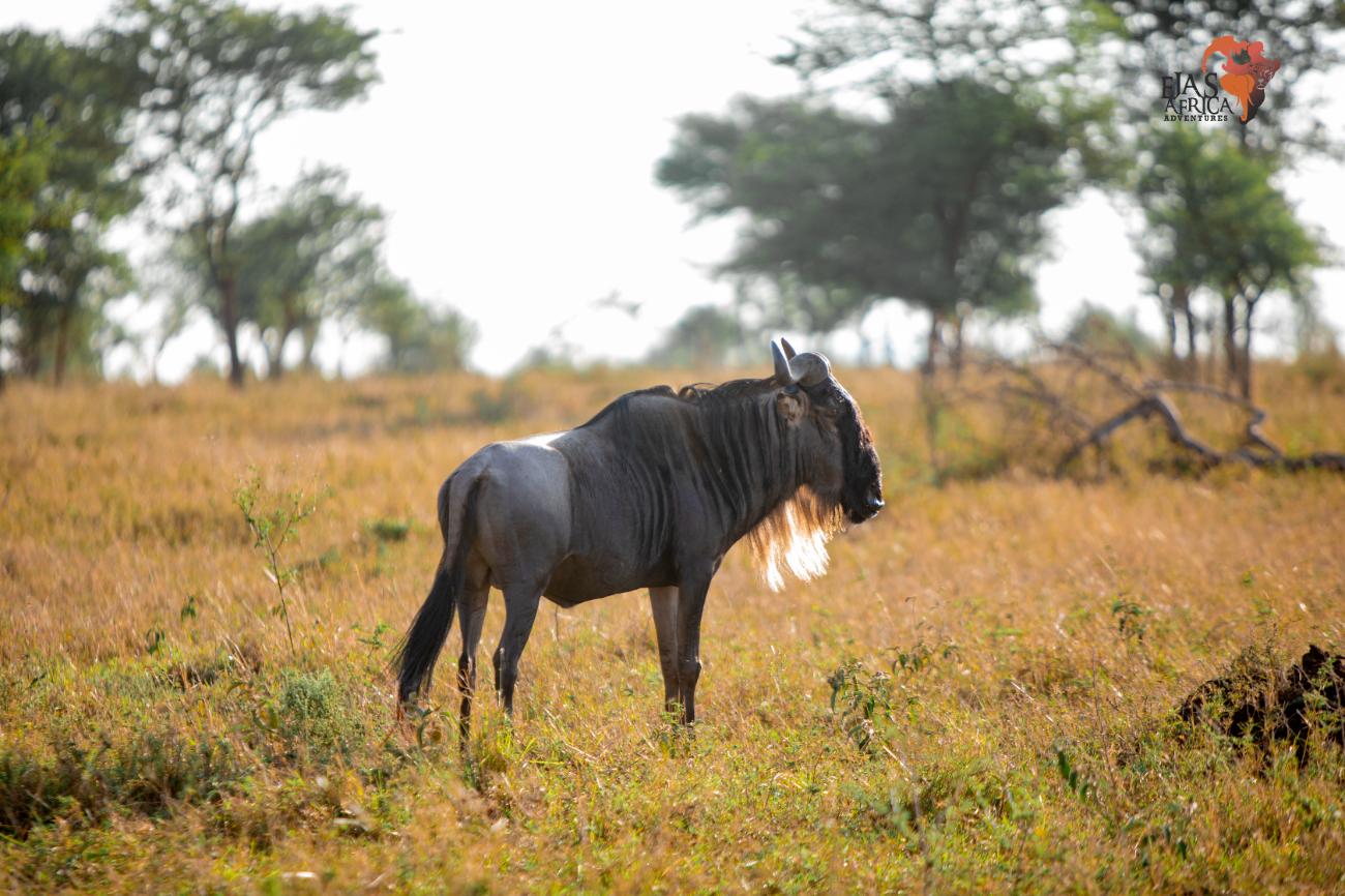Home Ejas Africa Adventures